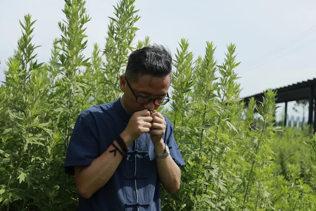 艾草怎么辨別真假，假蘄艾盛行，妙招教你輕松避雷！